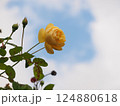青空に映える黄色いバラ 124880618
