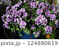 ビオラの花の最盛期でモリモリ咲いている様子 124880619