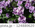 ビオラの花の最盛期でモリモリ咲いている様子 124880620