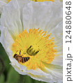 ポピーの花にとまるミツバチ 124880648
