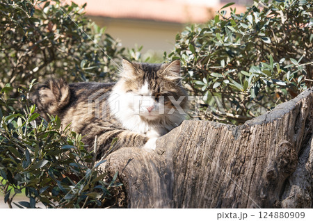 A gray and white fluffy cat lies on a tree in the sun's rays in a quiet outdoor park. 124880909