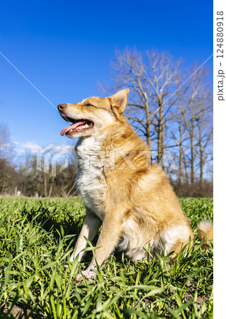 Dog in summer field on the grass in the sun. Happy dog resting.  124880918