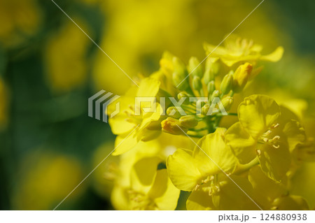 菜の花フェスティバル(青森県横浜町) 菜の花フェスティバル(青森県横浜町) 124880938