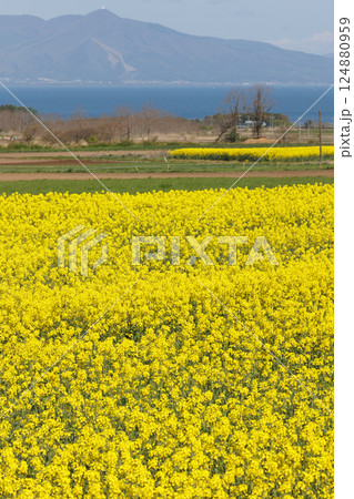菜の花フェスティバル(青森県横浜町) 菜の花フェスティバル(青森県横浜町) 124880959