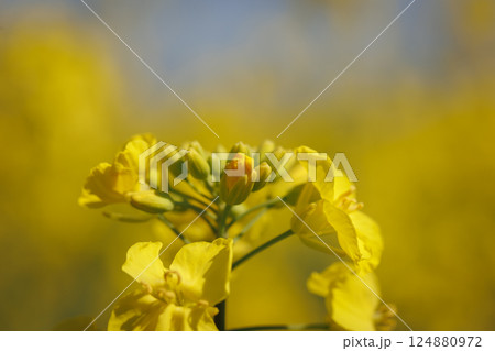 菜の花フェスティバル（青森県横浜町） 124880972