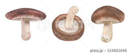 シイタケのイラストセット 124881040