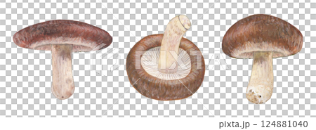 シイタケのイラストセット 124881040