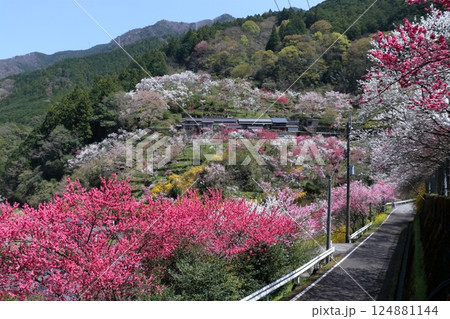 花ざかりの上久喜を眺める　（高知県　仁淀川町） 124881144