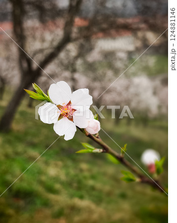 Almond blossom blooming in spring in prague, czechia petrin gardens, copy space 124881146