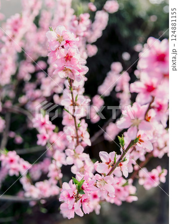 Peach blossoms in full bloom, pink flowers on branches. Peach blossoms in full bloom, pink flowers on branches. 124881155