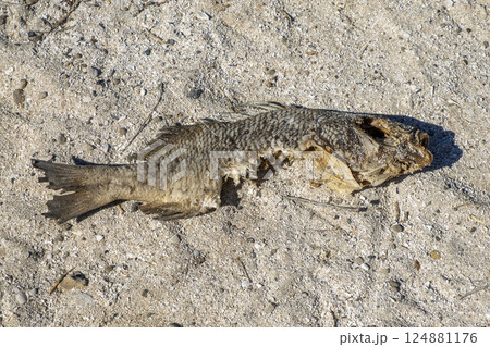 fish bited by shark on the shore of coronado island Loreto Cortez Sea baja california sur fish bited by shark on the shore of coronado island Loreto Cortez Sea baja california sur 124881176