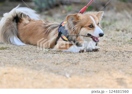 木の枝で遊ぶコーギー 124881560