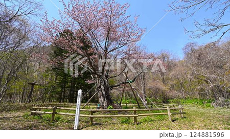 庶野さくら公園の夫婦ざくら 124881596