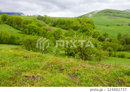 pasture on hill in rural landscape in spring. carpathian organic farmland. scenic nature scenery with green grass and foliage on a rainy day. clouds on the sky above the distant mountain pasture on hill in rural landscape in spring. carpathian organic farmland. scenic nature scenery with green grass and foliage on a rainy day. clouds on the sky above the distant mountain 124881737