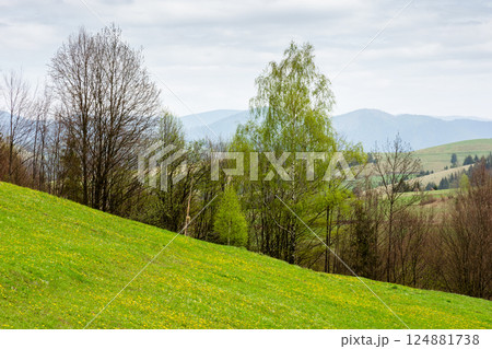 countryside mountain landscape in spring. sustainable farmland. cloudy weather. field and forest on the hill. rolling rural scenery of podobovets valley. transcarpathia region countryside mountain landscape in spring. sustainable farmland. cloudy weather. field and forest on the hill. rolling rural scenery of podobovets valley. transcarpathia region 124881738