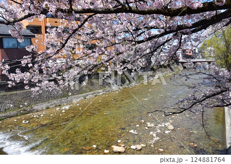 日本の岐阜県　春の高山市　観光名所の中橋の上から見た風景　満開の桜と周辺の街並み　美しい新緑と宮川 124881764