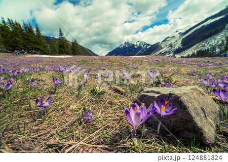 Dolina Chocholowska with blossoming purple crocuses or saffron flowers,Tatra mountains, Poland. Dolina Chocholowska with blossoming purple crocuses or saffron flowers,Tatra mountains, Poland. 124881824