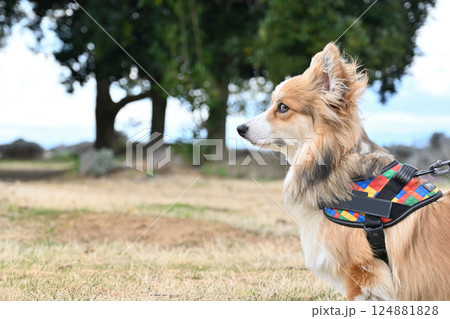 公園でお散歩　笑顔のコーギー 124881828