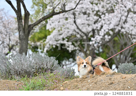 公園でお散歩　笑顔のコーギー 124881831