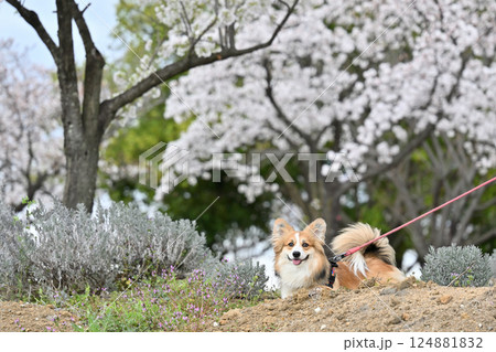 公園でお散歩　笑顔のコーギー 124881832