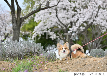 公園でお散歩　笑顔のコーギー 124881834