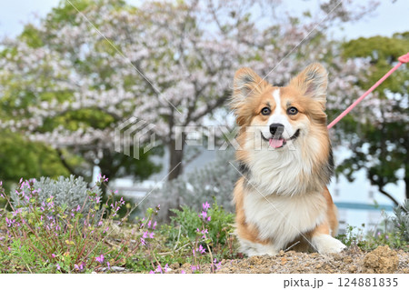 公園でお散歩　笑顔のコーギー 124881835