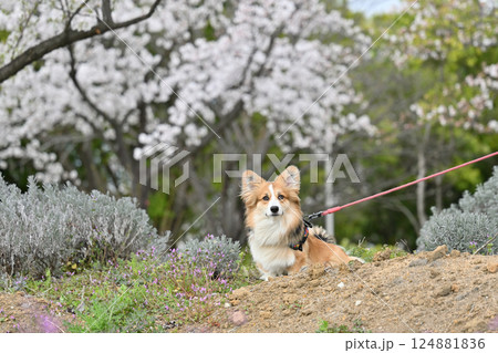 公園でお散歩　笑顔のコーギー 124881836