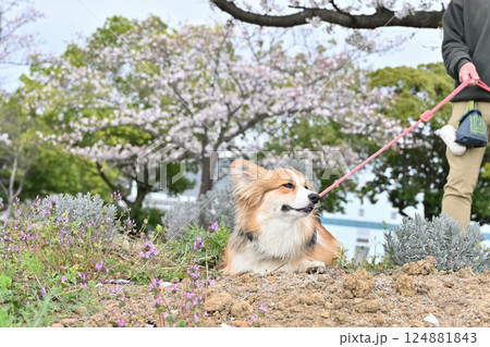 公園でお散歩 笑顔のコーギー 公園でお散歩 笑顔のコーギー 124881843