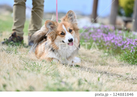 公園でお散歩 笑顔のコーギー 公園でお散歩 笑顔のコーギー 124881846