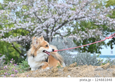 公園でお散歩 笑顔のコーギー 公園でお散歩 笑顔のコーギー 124881848