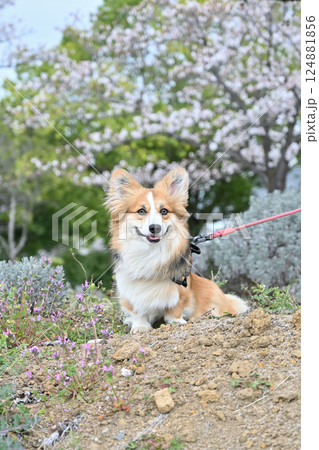 公園でお散歩　笑顔のコーギー 124881856