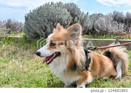 公園でお散歩　笑顔のコーギー 124881863