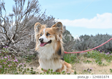 公園でお散歩　笑顔のコーギー 124881874
