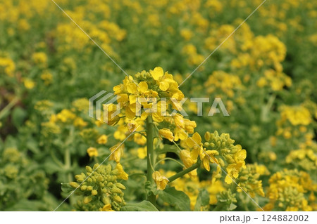 満開の黄色い花びらの菜の花畑の1本の菜の花にピント合わせてアップで撮影した風景 満開の黄色い花びらの菜の花畑の1本の菜の花にピント合わせてアップで撮影した風景 124882002