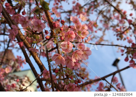 青空と太陽の光りのあたるピンクの花びらの河津桜の花の咲く枝のアップの風景 青空と太陽の光りのあたるピンクの花びらの河津桜の花の咲く枝のアップの風景 124882004