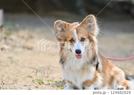 公園で楽しそうにお散歩するコーギー 公園で楽しそうにお散歩するコーギー 124882029