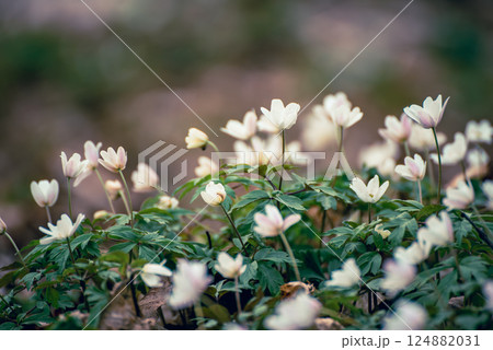 White anemone flowers growing in spring forest, natural seasonal background 124882031