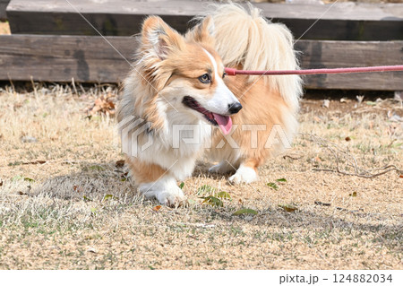 公園で楽しそうにお散歩するコーギー 公園で楽しそうにお散歩するコーギー 124882034
