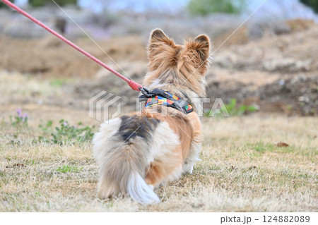 コーギーの後ろ姿 124882089