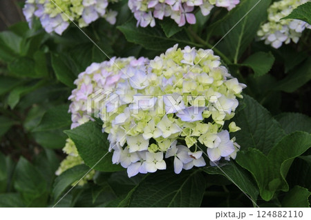 桃色に色付き始める紫陽花 124882110