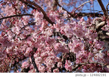 青空とピンクの花びらの満開のオオカンザクラの花の咲く木のアップの風景 青空とピンクの花びらの満開のオオカンザクラの花の咲く木のアップの風景 124882191