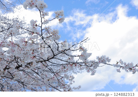 桜と空 桜と空 124882313