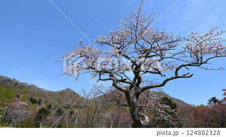 青空に映える桜 青空に映える桜 124882328