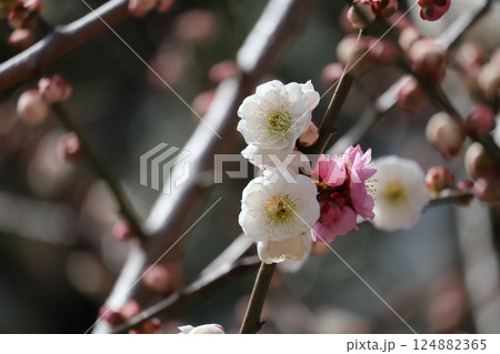 白とピンクの花びらの花が同じ木の枝に咲く梅の木のアップの風景 124882365