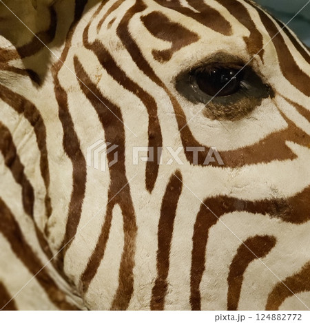Closeup of a Zebra Eye and Head 124882772