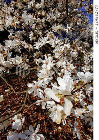 Magnolia Tree in Bloom, Inniswood Metro Gardens, Westerville, Ohio Magnolia Tree in Bloom, Inniswood Metro Gardens, Westerville, Ohio 124882777