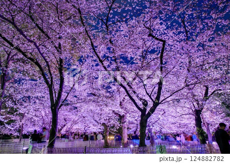 名古屋市、鶴舞公園の夜桜 124882782
