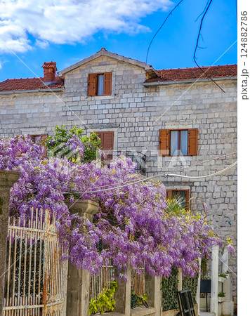 Wisteria Bloom in Perast, Montenegro Wisteria Bloom in Perast, Montenegro 124882786