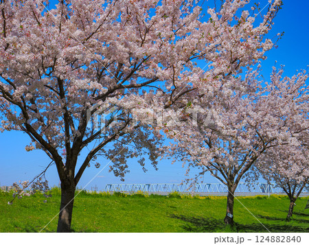 土手に咲く桜 124882840