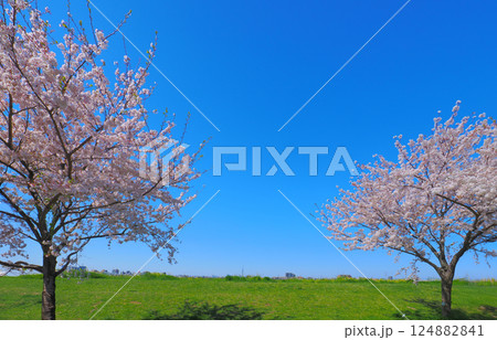 青空に映える満開の桜 124882841